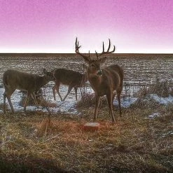 Antler King's Apple Burst Deer Block 20ABB - Wildlife Feeds & Attractants 6 Antler King's Apple Burst Deer Block 20ABB - Wildlife Feeds & Attractants -RG Sport Shop 29abebede19a2257a9b55fbdef3f2baf183ef08b antler king apple burst block