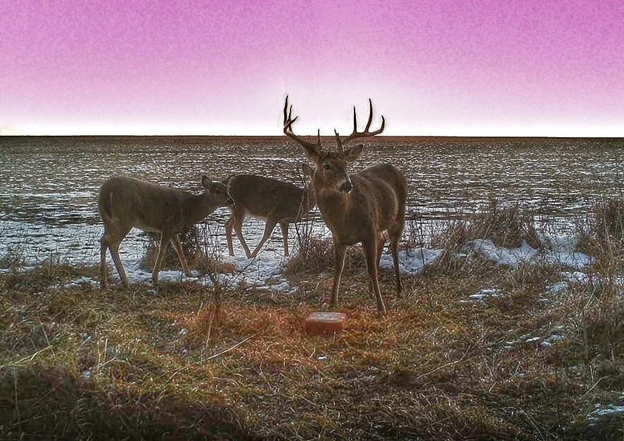 Antler King's Apple Burst Deer Block 20ABB - Wildlife Feeds & Attractants 3 Antler King's Apple Burst Deer Block 20ABB - Wildlife Feeds & Attractants - Image 3