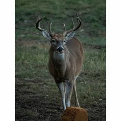 Big & J BB2 The Cube Deer Supplement Attraction Block, 25 lb. - BB2CUBE - Wildlife Feeds & Attractants -RG Sport Shop 8c1307217bb13836d33ac64f1755d33d74c27d8e 239920025 4