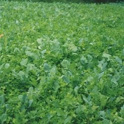 Antler King Trophy Clover Mix 3.5 lbs. 35TC - Hunting Accessories & Gear -RG Sport Shop ca07bd00113f06f20582cbb05d2acad166efe410 008637019 2