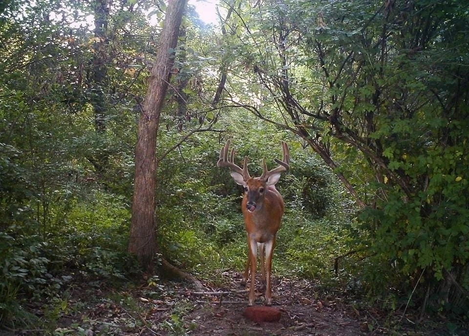 Antler King's Apple Burst Deer Block 20ABB - Wildlife Feeds & Attractants 2 Antler King's Apple Burst Deer Block 20ABB - Wildlife Feeds & Attractants - Image 2