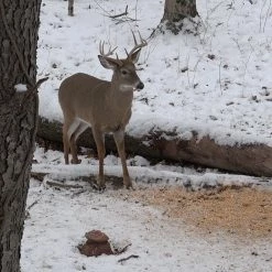 Trophy Rock All-Natural Mineral Lick, 12 lb. - Wildlife Feeds & Attractants -RG Sport Shop f0507048c13fd863a65099b9e168f64bcd726bca 75700021 3