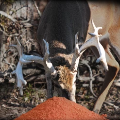 Evolved Apple Crush Mix 5Lb WLD323 - Wildlife Feeds & Attractants -RG Sport Shop f783f85c3cb7023169a1899badcd0ef451a0f45c wildgame apple crush mix 5lb deer attractant eating