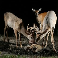 Trophy Rock All-Natural Mineral Lick, 12 lb. - Wildlife Feeds & Attractants -RG Sport Shop fbd7d51cfed9969c185f359012aa57d6a5bb19e6 75700021 5