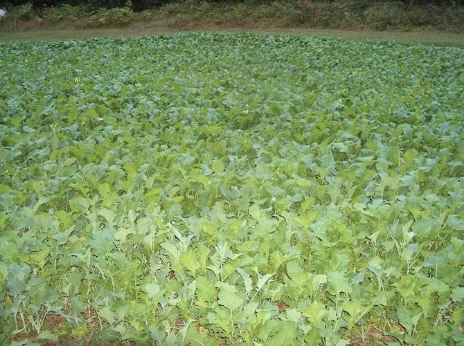 Antler King Honey Hole 1/2 Acre Food Plot Mix 3 lbs. HH3LB - Hunting Accessories & Gear 2 Antler King Honey Hole 1/2 Acre Food Plot Mix 3 lbs. HH3LB - Hunting Accessories & Gear - Image 2